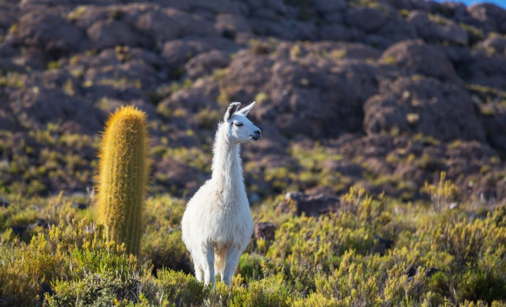 Llama Symbolism and Llama Spiritual Meaning