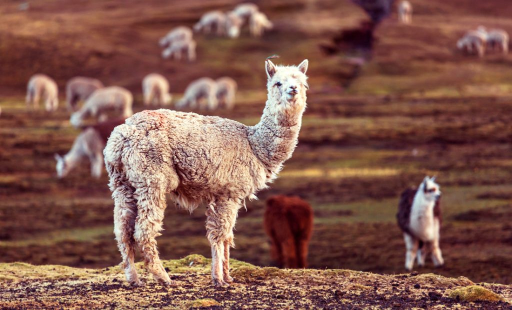 Llama Symbolism and Llama Spiritual Meaning