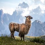 Llama Symbolism and Llama Spiritual Meaning