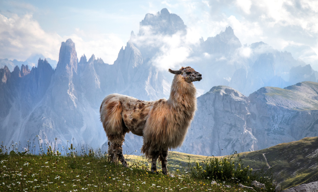 Llama Symbolism and Llama Spiritual Meaning