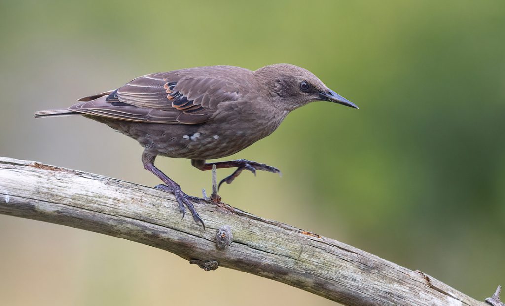 National Bird Day. Image by Dave Crotty