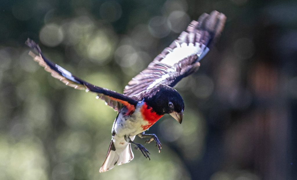 National Bird Day. Image by Dave Crotty