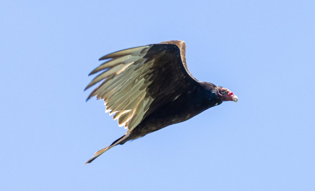 National Bird Day. Image by Dave Crotty