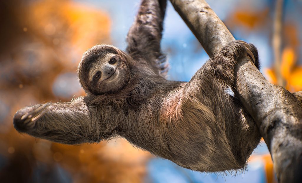 Sloth Symbolism and Sloth Spirit Animal Meaning