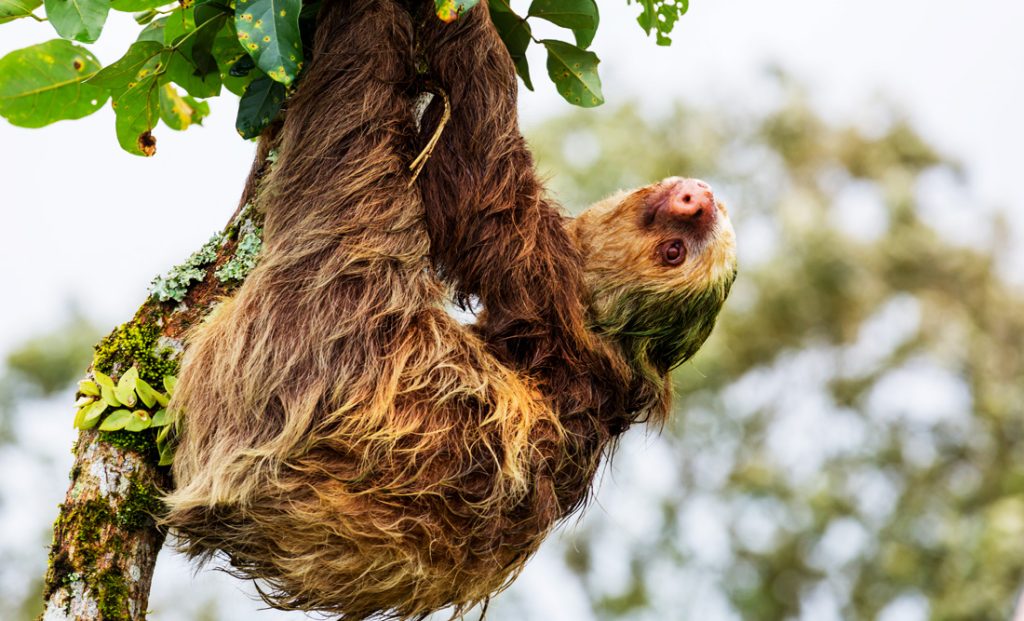 Sloth Symbolism and Sloth Spirit Animal Meaning