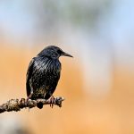 Starling Symbolism and Meaning