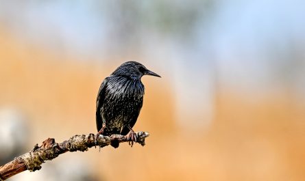 Starling Symbolism and Meaning