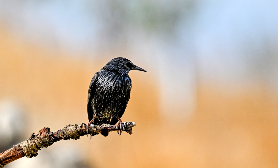 Starling Symbolism and Meaning