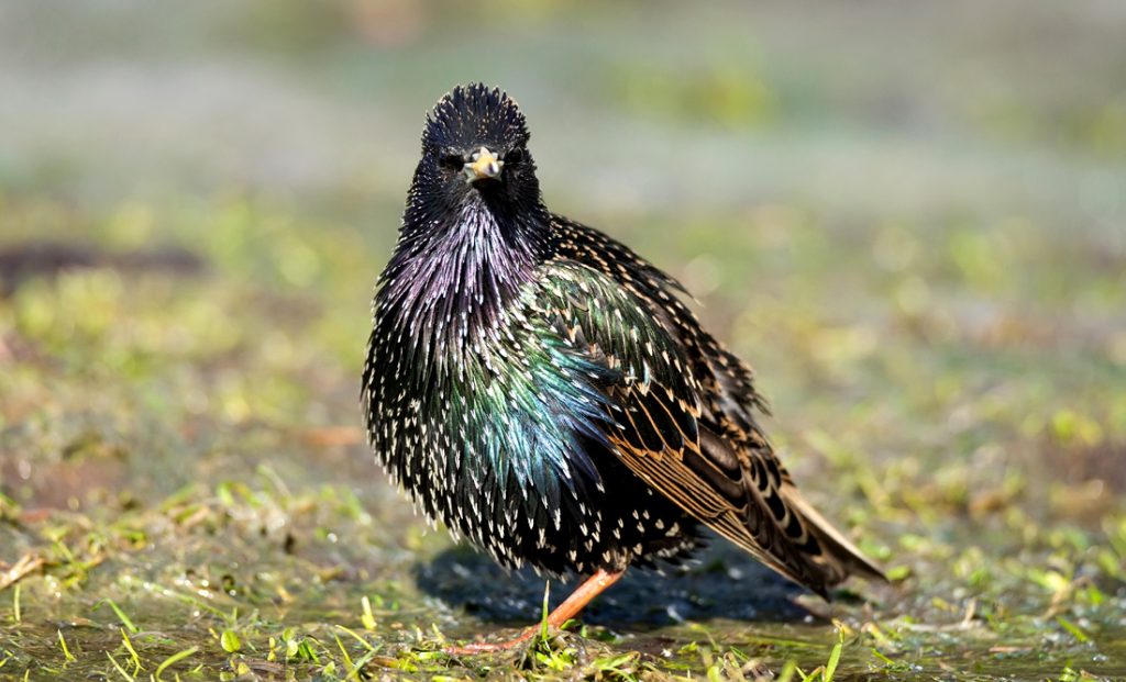 Starling Symbolism and Meaning