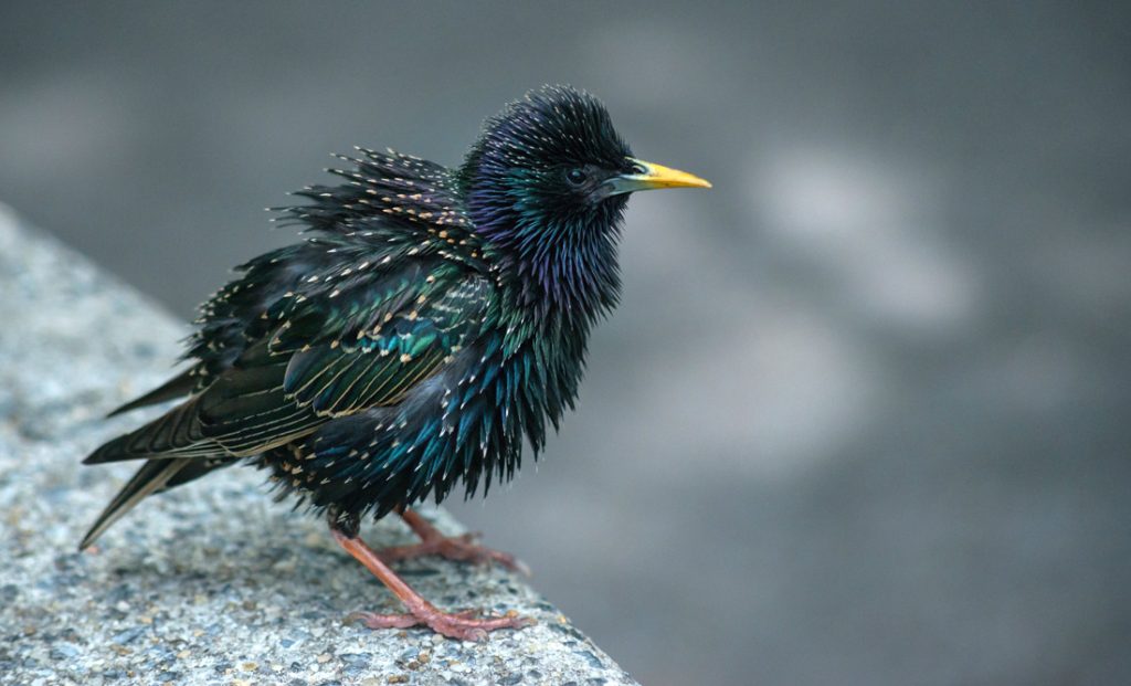 Starling Symbolism and Meaning