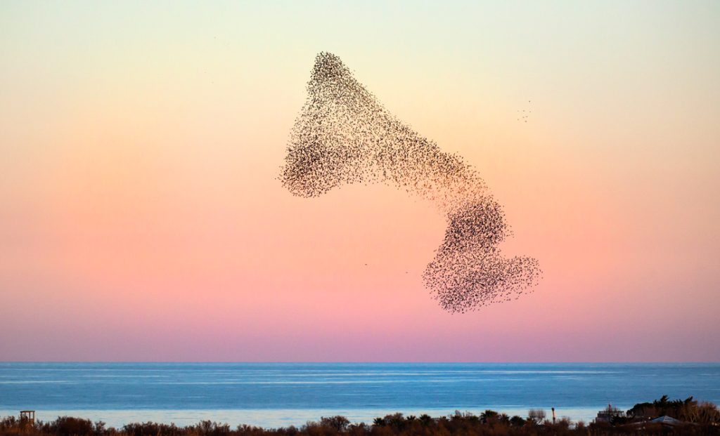 Starling Symbolism and Meaning - Starlings in Murmation