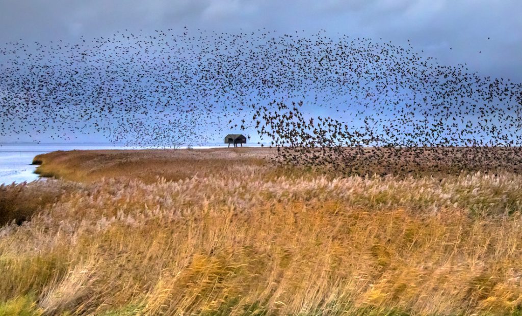 Starling Symbolism and Meaning - Starlings in Murmation