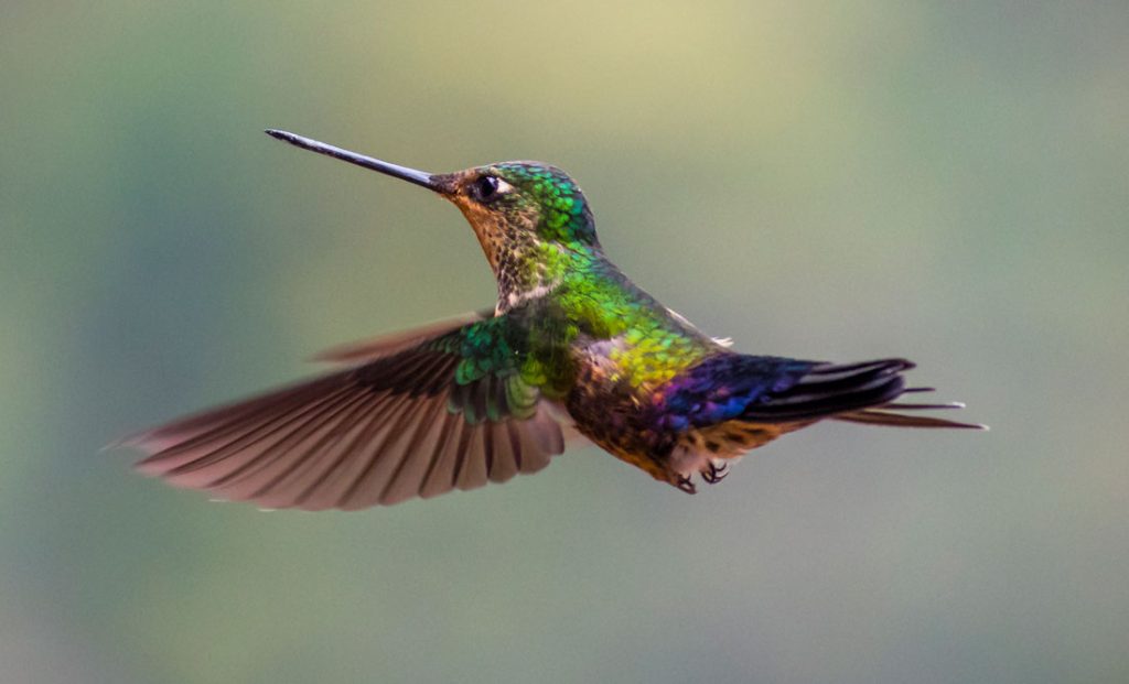 Lucky Birds and Birds That Represent Good Luck