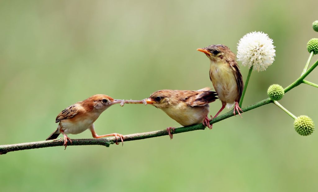 Lucky Birds and Birds That Represent Good Luck