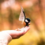 Lucky Birds and Birds That Represent Good Luck