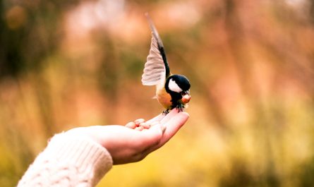 Lucky Birds and Birds That Represent Good Luck