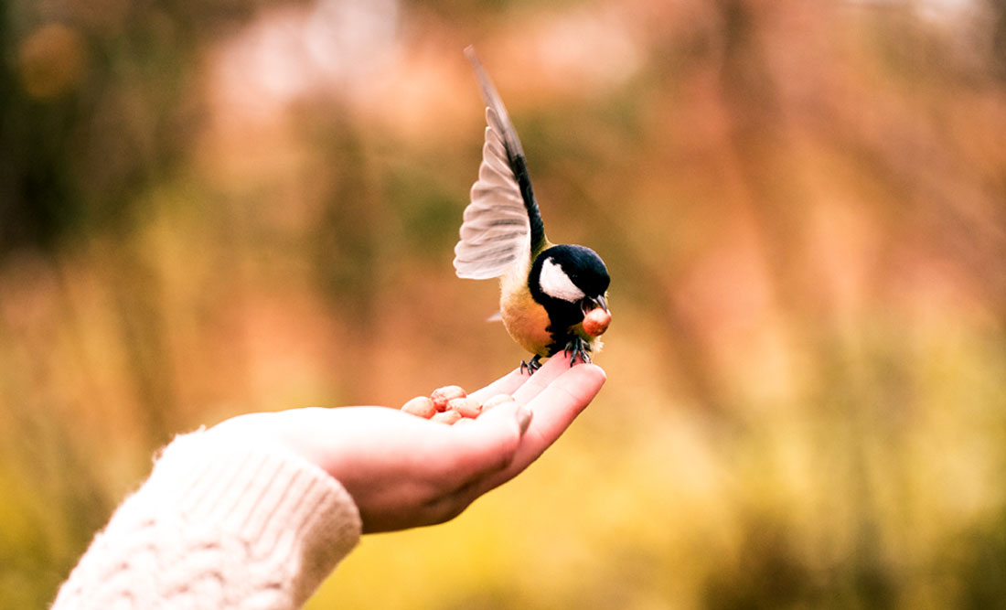 Lucky Birds and Birds That Represent Good Luck