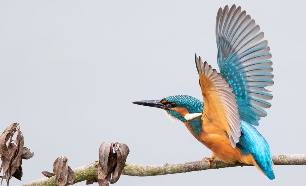 Lucky Birds and Birds That Represent Good Luck