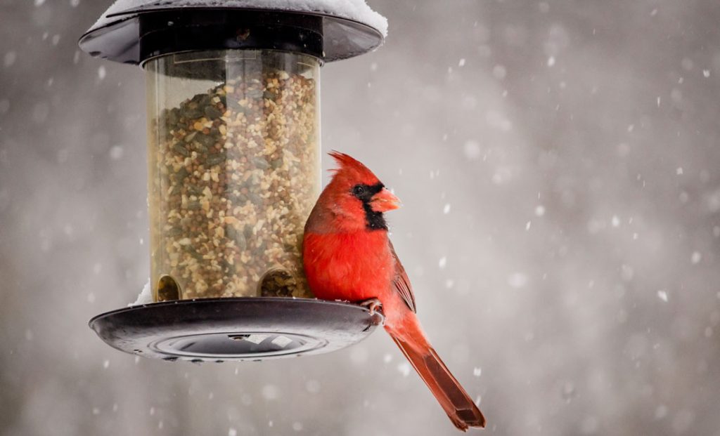 Lucky Birds and Birds That Represent Good Luck