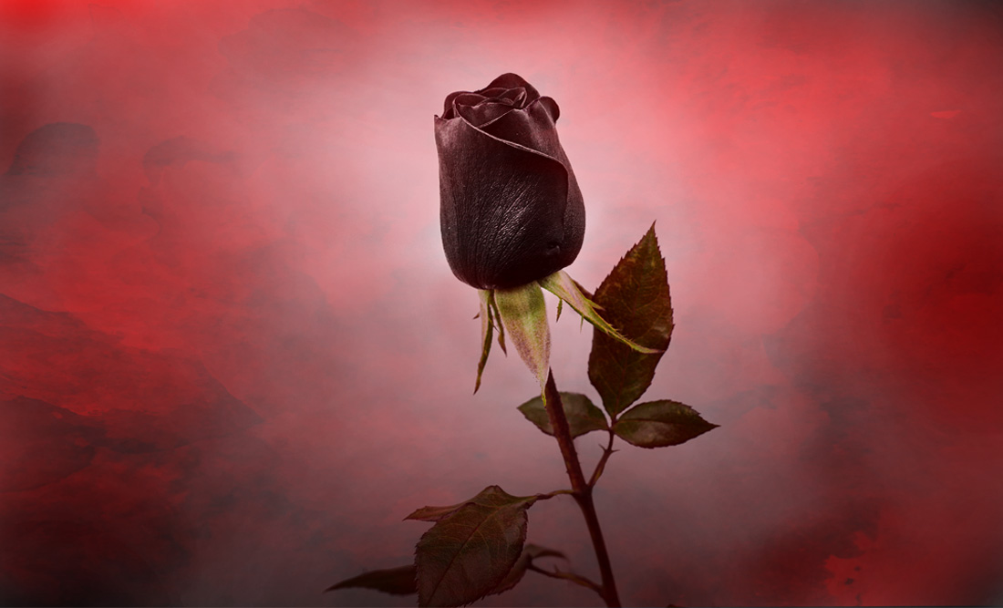 Meaning of Rose Colors on Valentine's Day