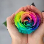 Meaning of Rose Colors on Valentine’s Day