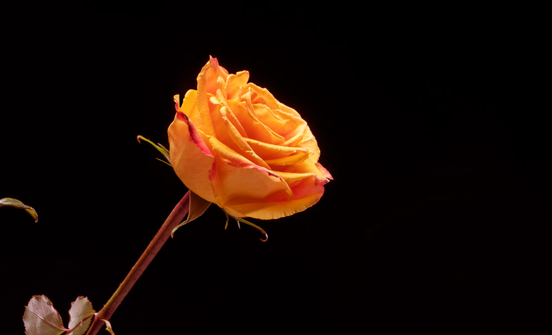 Meaning of Rose Colors on Valentine's Day