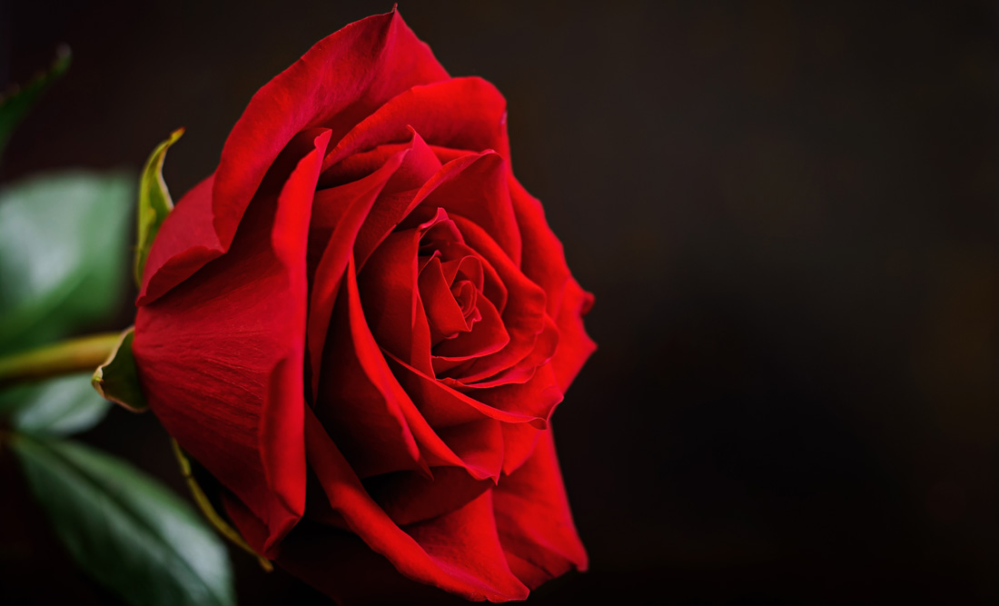 Meaning of Rose Colors on Valentine's Day
