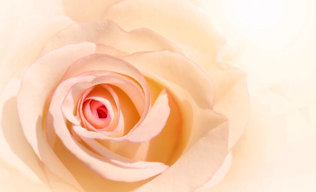 Meaning of Rose Colors on Valentine’s Day