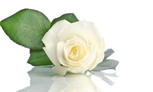 Meaning of Rose Colors on Valentine’s Day