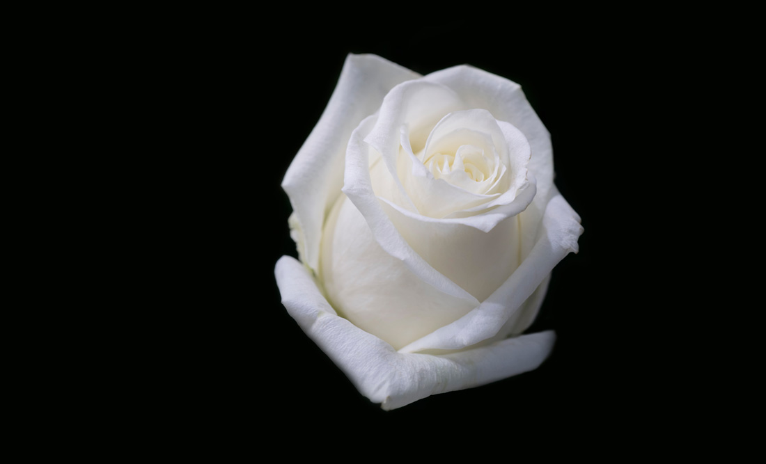 Meaning of Rose Colors on Valentine's Day