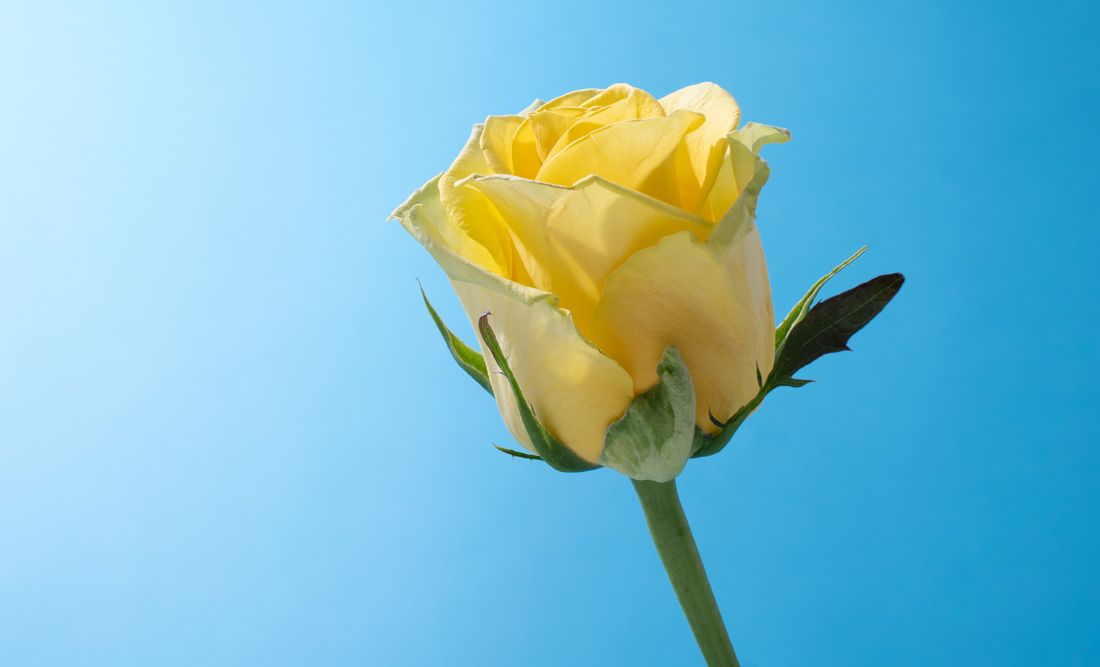 Meaning of Rose Colors on Valentine's Day