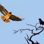 Native American Hawk and Crow Meaning and Stories