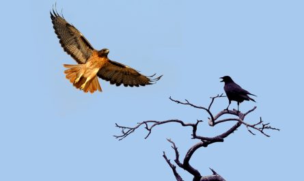 Native American Hawk and Crow Meaning and Stories