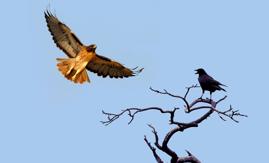 Native American Hawk and Crow Meaning and Stories