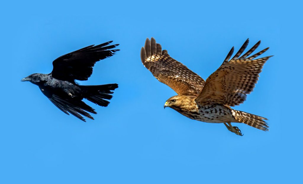 Native American Hawk and Crow Meaning and Stories