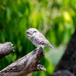 Owlet Dream Meaning