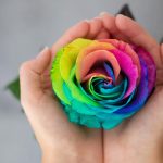 Meaning of Rose Colors on Valentine’s Day