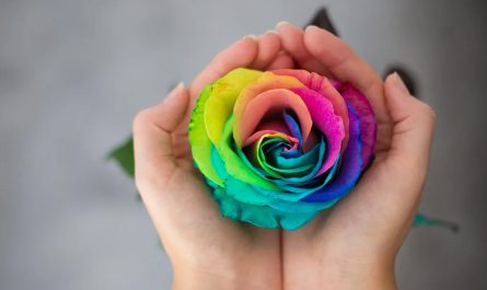 Meaning of Rose Colors on Valentine’s Day