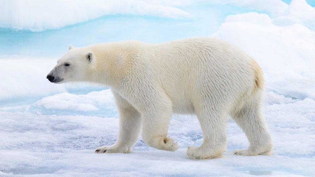 International Polar Bear Day Meaning and Stuff to Do this February 27th