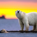 International Polar Bear Day Meaning and Stuff to Do this February 27th