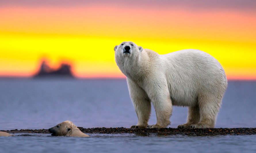 Symbolic Polar Bear Facts