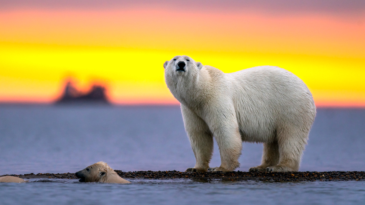 Polar Bear spirit animal : Symbolism and meaning