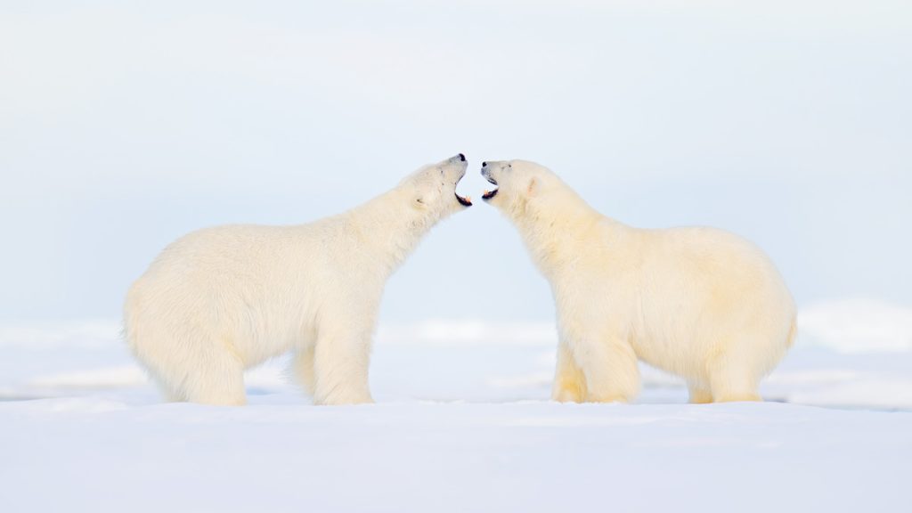 International Polar Bear Day Meaning and Stuff to Do this February 27th