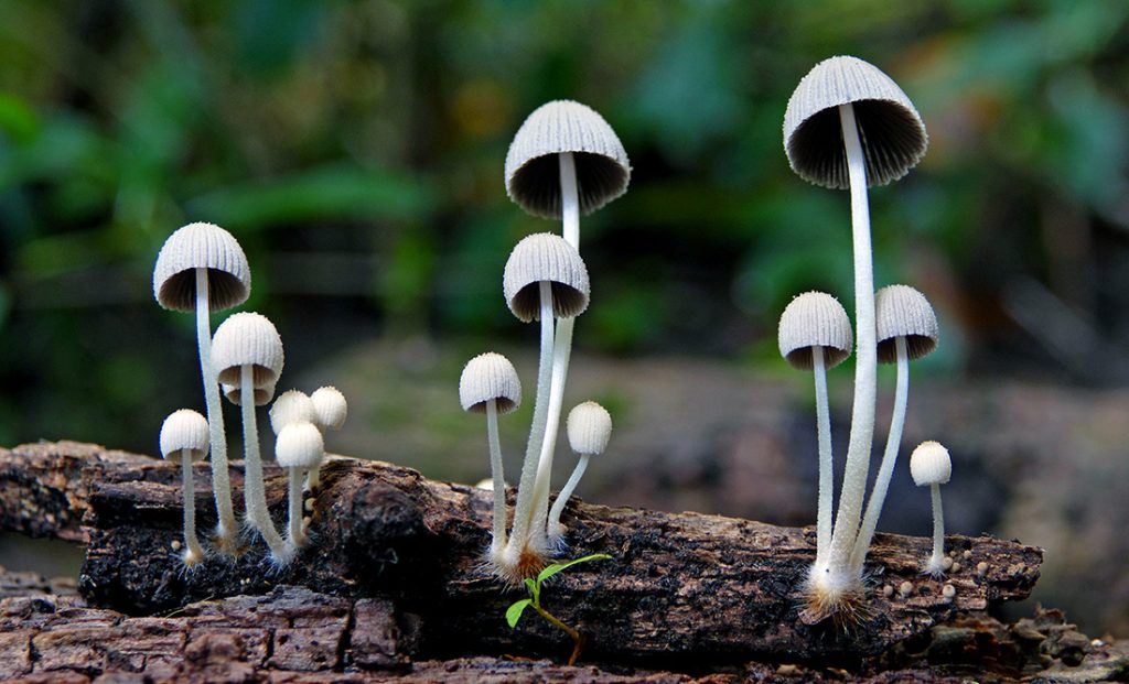 Symbolic and Spiritual Meaning of Mushrooms