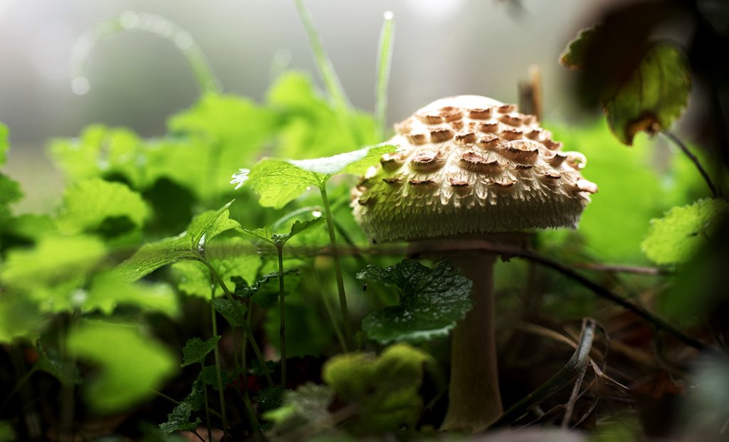 Symbolic and Spiritual Meaning of Mushrooms