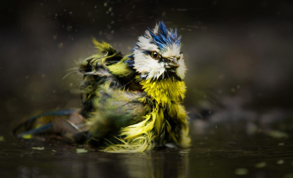 What it Means When a Bird Poops on You