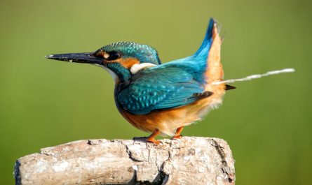 What it Means When a Bird Poops on You