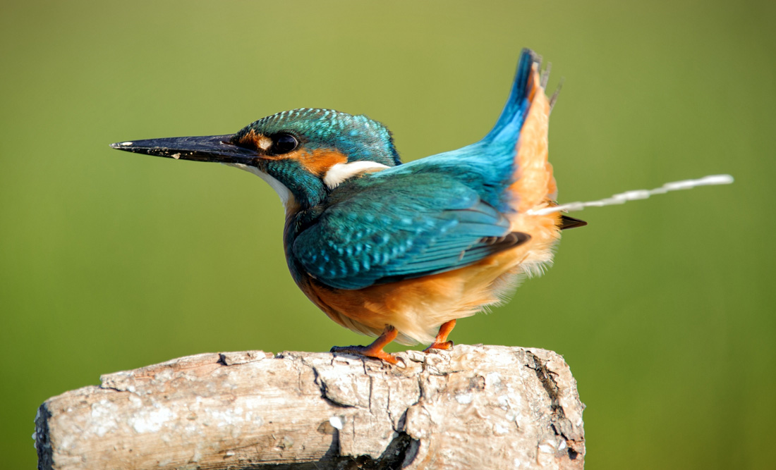 What it Means When a Bird Poops on You