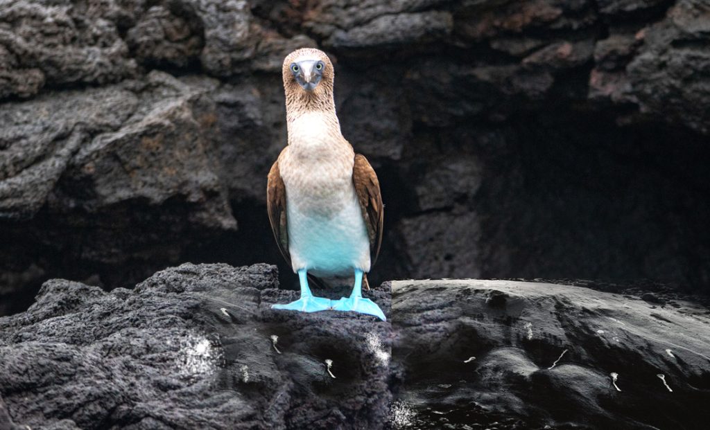 What it Means When a Bird Poops on You