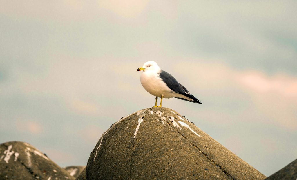 What it Means When a Bird Poops on You